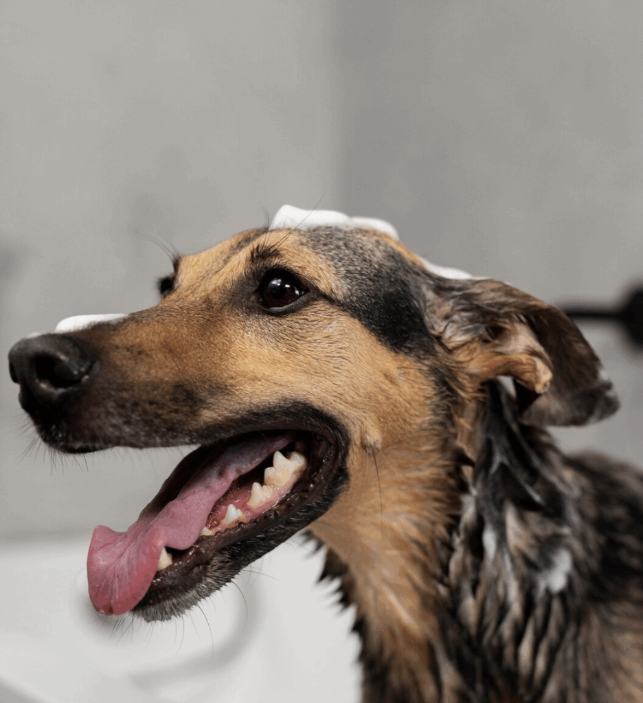 Chien marron et noir entrain de se faire laver dans un bain avec de la mousse sur la tête et la gueule ouverte