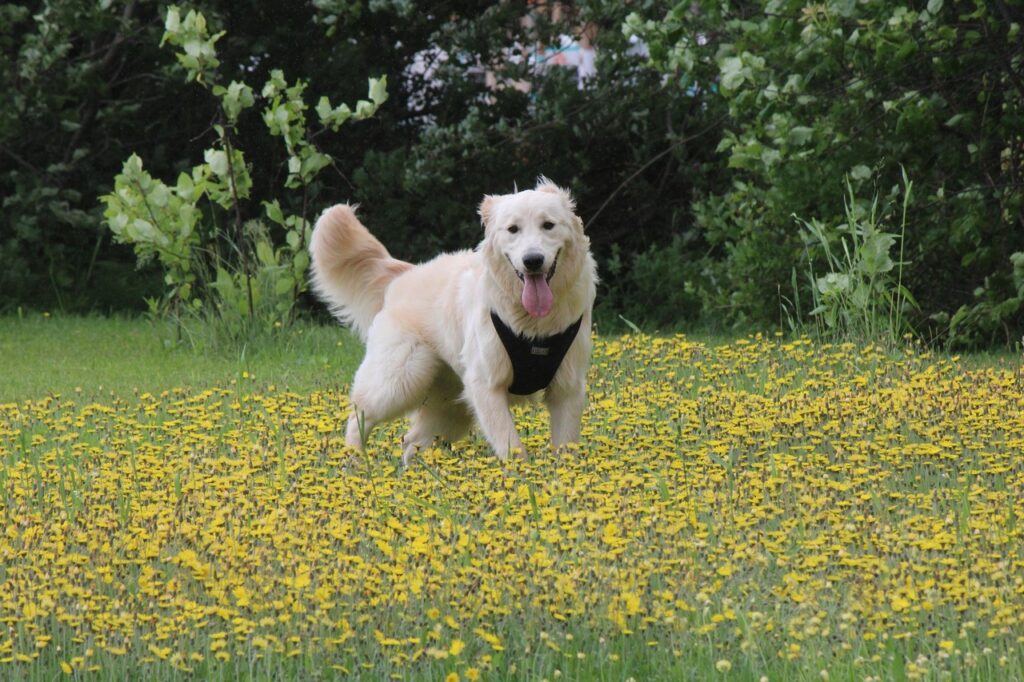 dog, pet, friend, animal, mammal, chien, golden retriever, doré, champ, nature, fleurs, courir