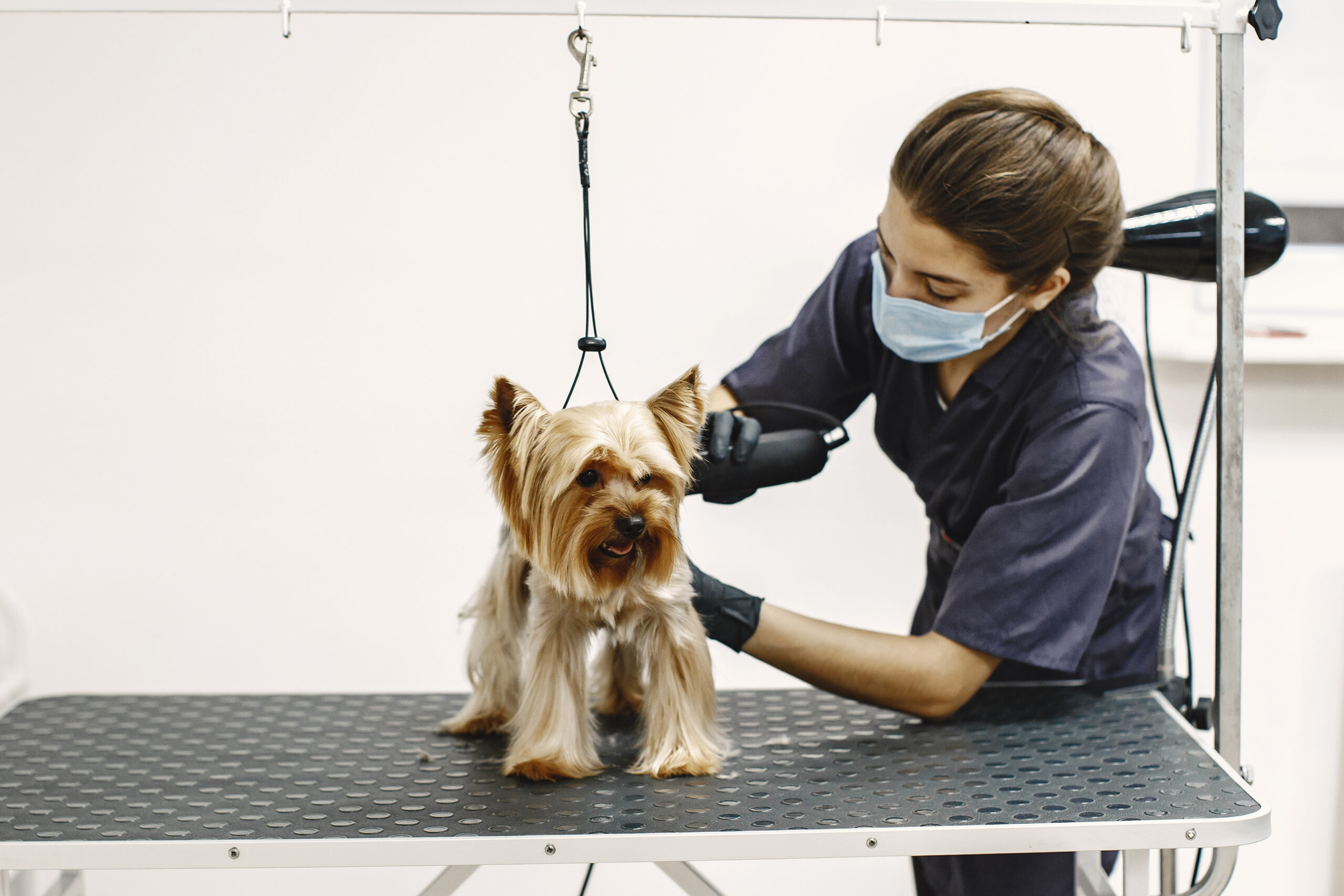 Chien beige debout sur une table noire, attaché au dessus par une corde noire et entrain e se faire tondre par une femme brune avec des gants noirs, une blouse grise foncée et un masque bleu