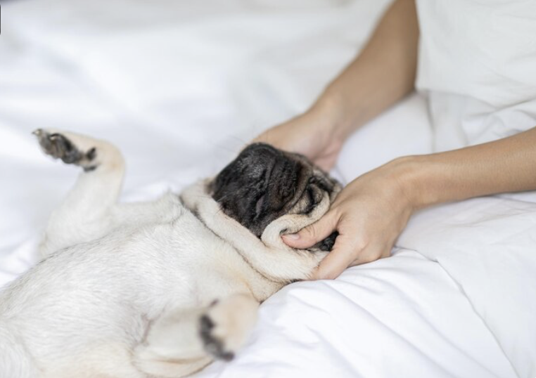 Bulldog beige et noir entrain de se faire masser par une toiletteuse du salon canin Instant Truffe, un spa canin situé à Lyon