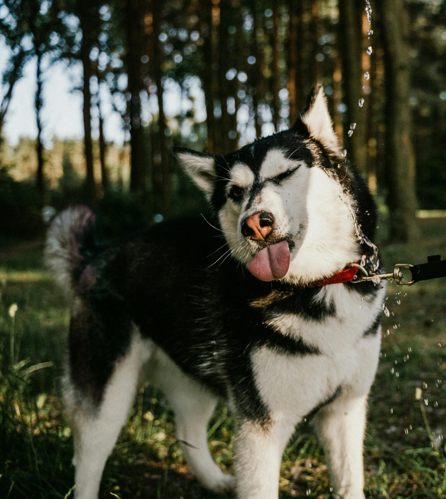 Chien Husky, blanc et noir, langue sorti, entrain de se faire toiletter dans la forêt