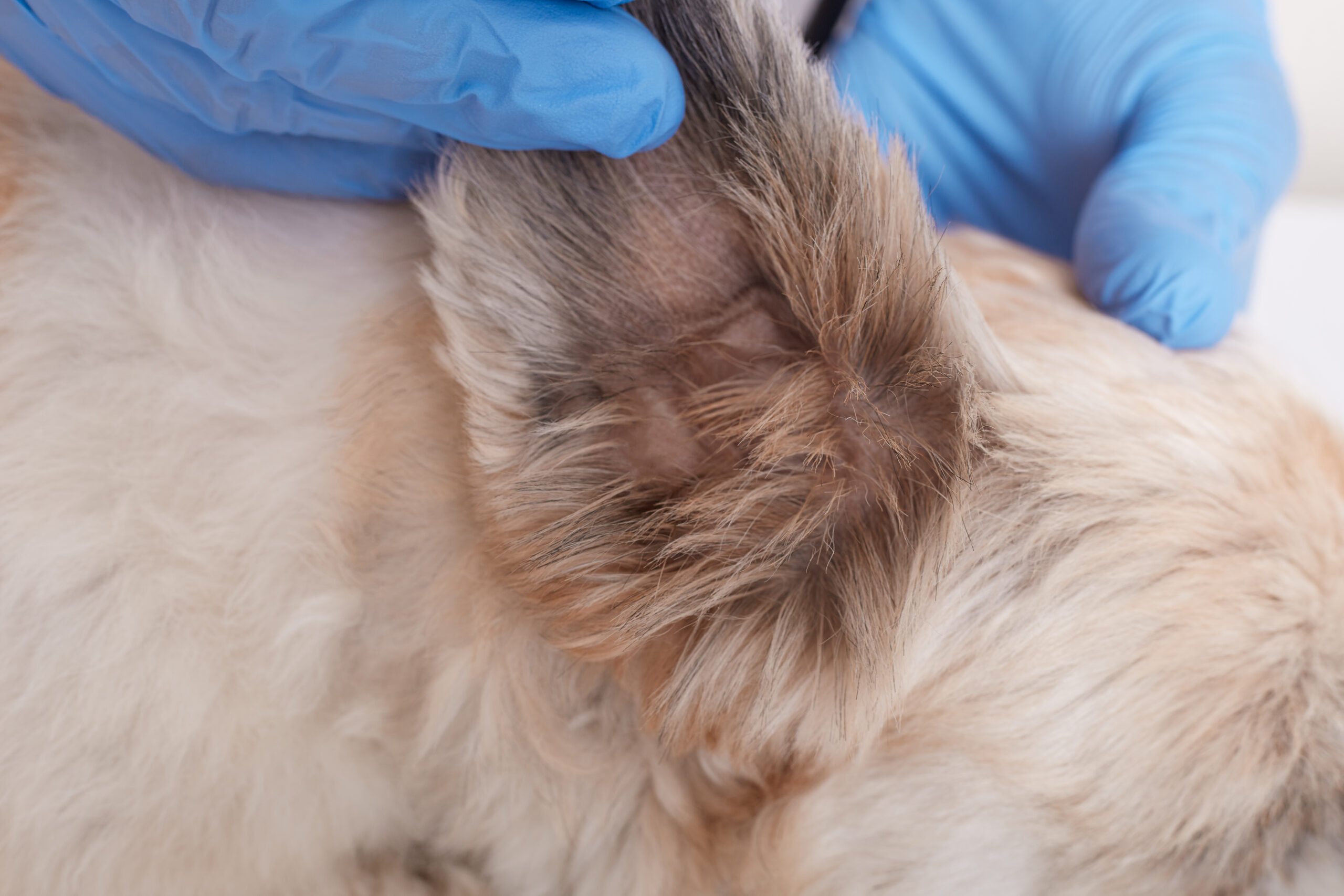 Chien entrain de se faire ausculter les oreilles par un toiletteur d'Instant Truffe, une des prestation du salon de toilettage canin